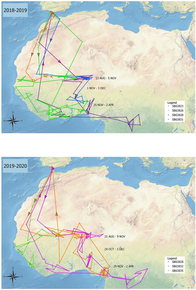 Migración de vencejos pálidos marcados con GPS en Gibraltar (Finlayson et al., 2021).